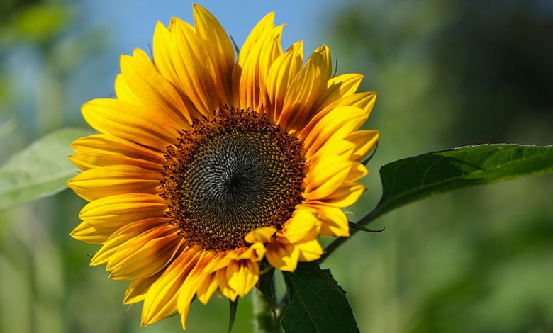 Sunflower