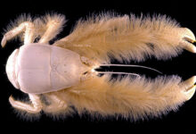 Yeti Crab