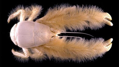 Yeti Crab