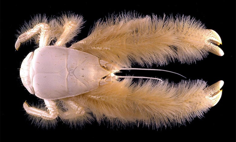 Yeti Crab