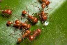 Ant