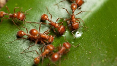 Ant