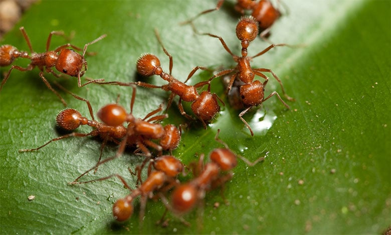 Ant