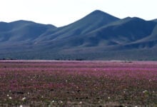 Atacama Desert