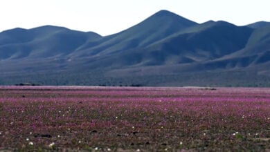 Atacama Desert