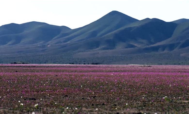 Atacama Desert