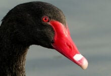 Black Swan