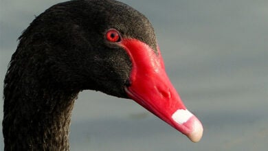Black Swan
