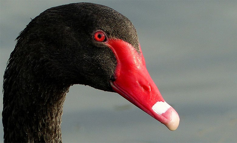 Black Swan