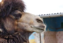 Camel