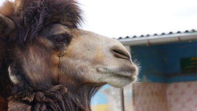Camel
