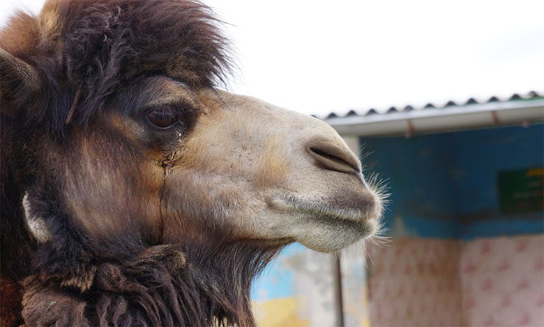 Camel