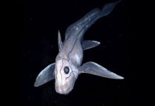 Chimaera