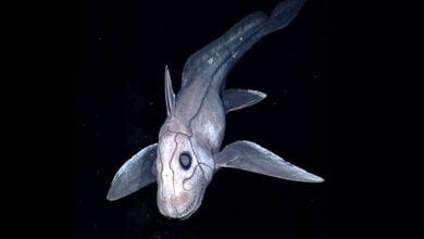 Chimaera
