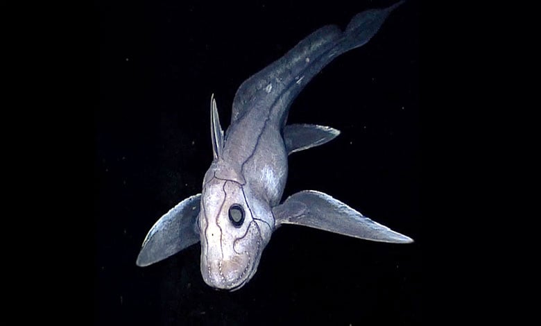 Chimaera