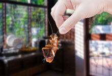 Cockroach
