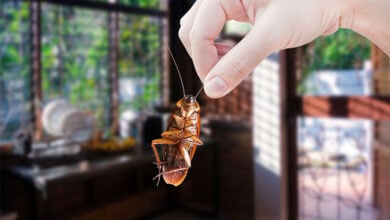 Cockroach