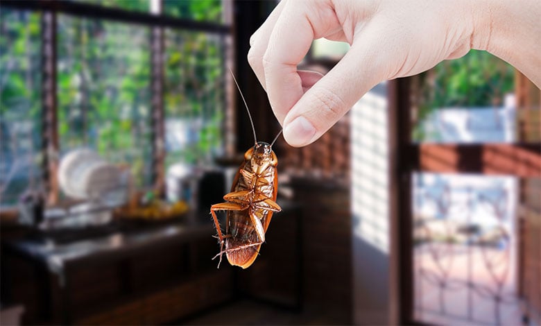 Cockroach