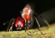 Colobopsis Saundersi