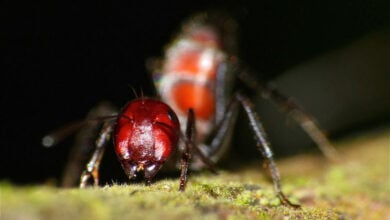 Colobopsis Saundersi