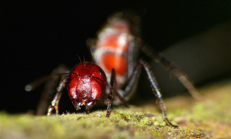 Colobopsis Saundersi