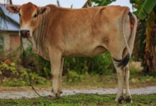 Cow