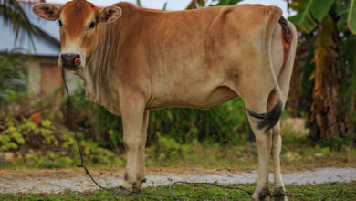 Cow