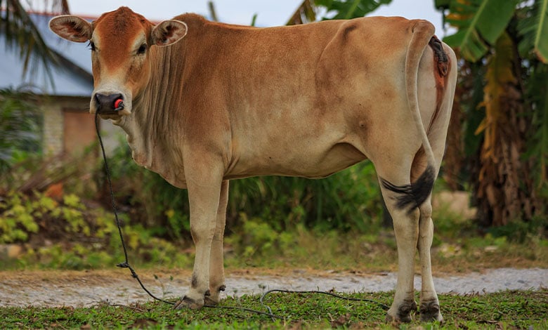 Cow