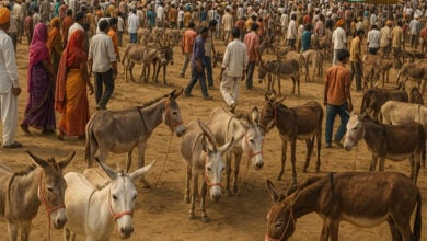 Donkey