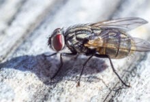 Fly