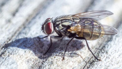 Fly
