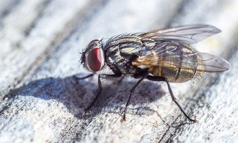 Fly