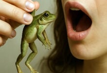 Frog