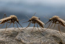 Mosquito