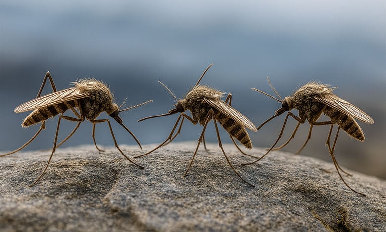 Mosquito