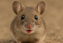 Mouse