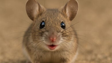 Mouse