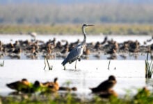 Pobitora Wildlife Sanctuary