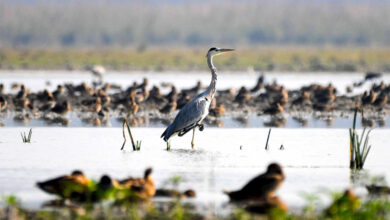 Pobitora Wildlife Sanctuary
