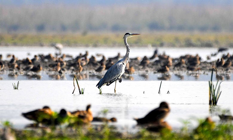 Pobitora Wildlife Sanctuary