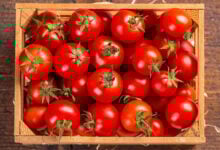 Tomato