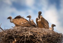 Vulture