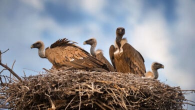 Vulture