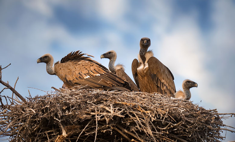 Vulture