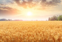 Wheat