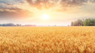 Wheat