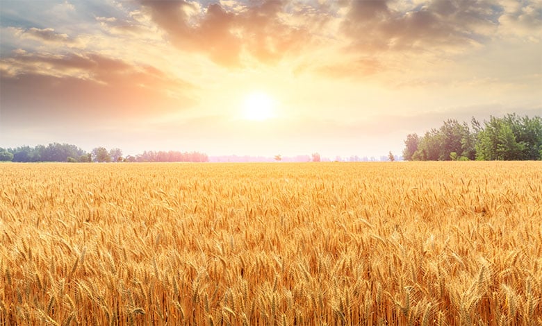 Wheat