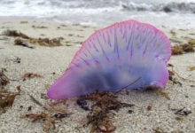 Portuguese man o' war