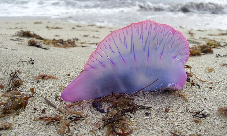 Portuguese man o' war