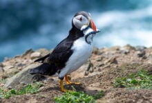 Puffin